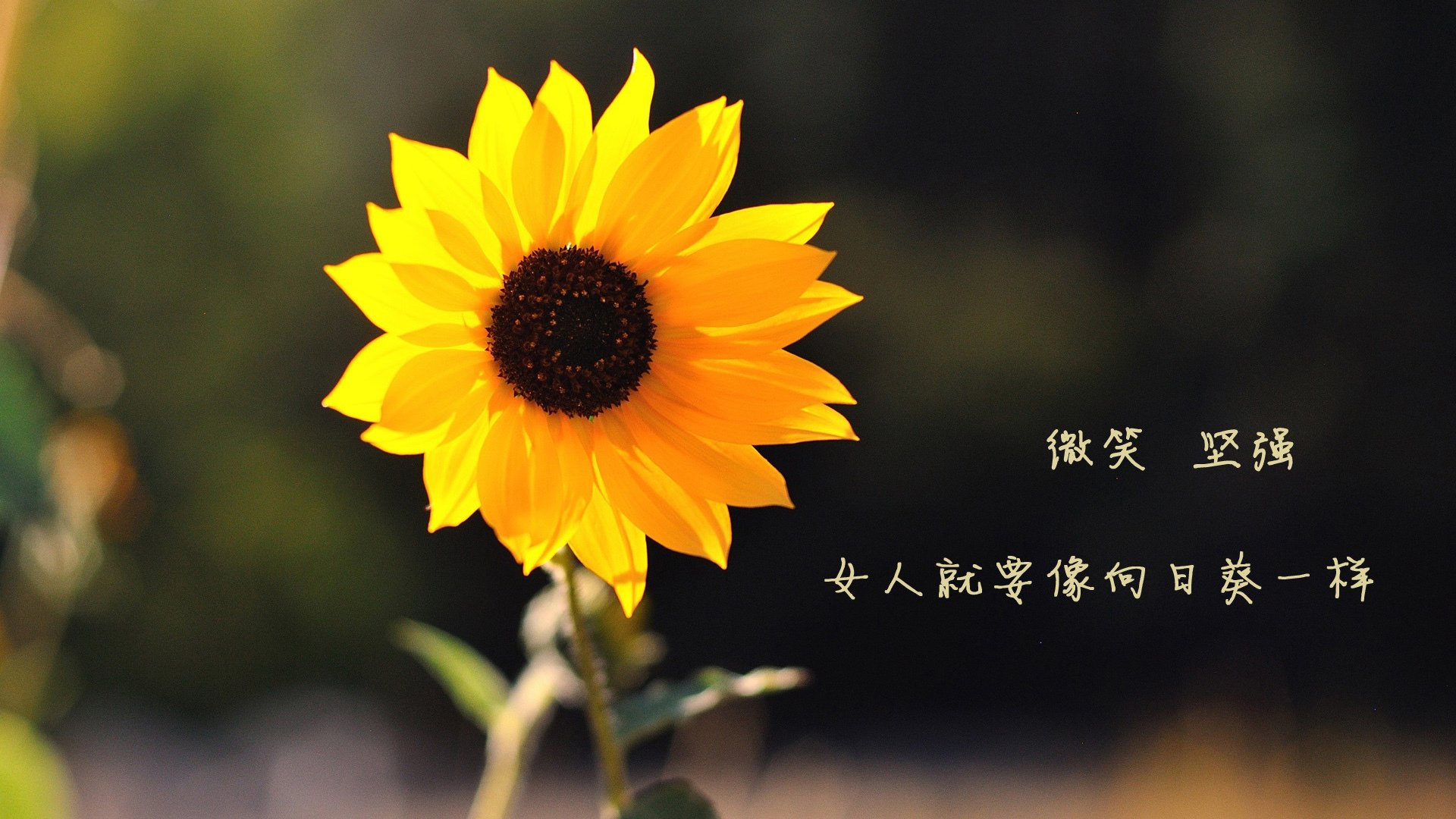 篮球运动员专项体能训练技术创新与应用研究，篮球专项体能训练方案