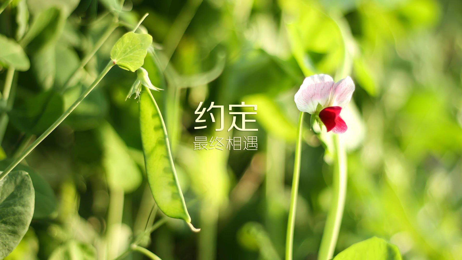 开云官方-篮网小阵容轮换迅速增加比赛灵活度,篮网小将
